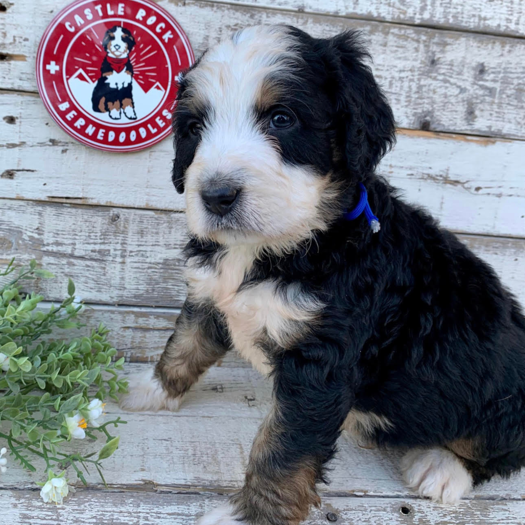 Tanner (Male, F1 Major Bernedoodle)