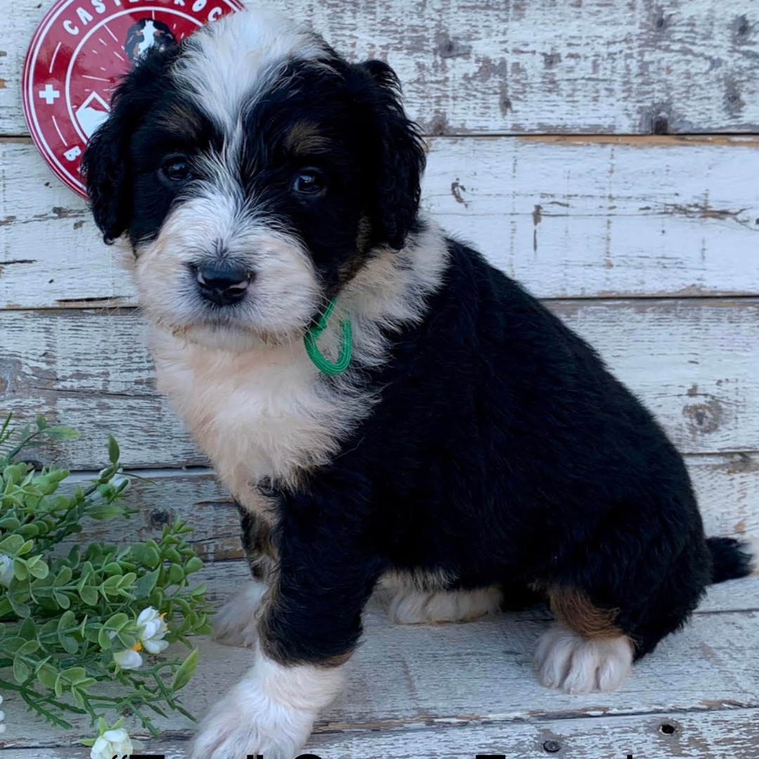 Tara (Female, F1 Major Bernedoodle)