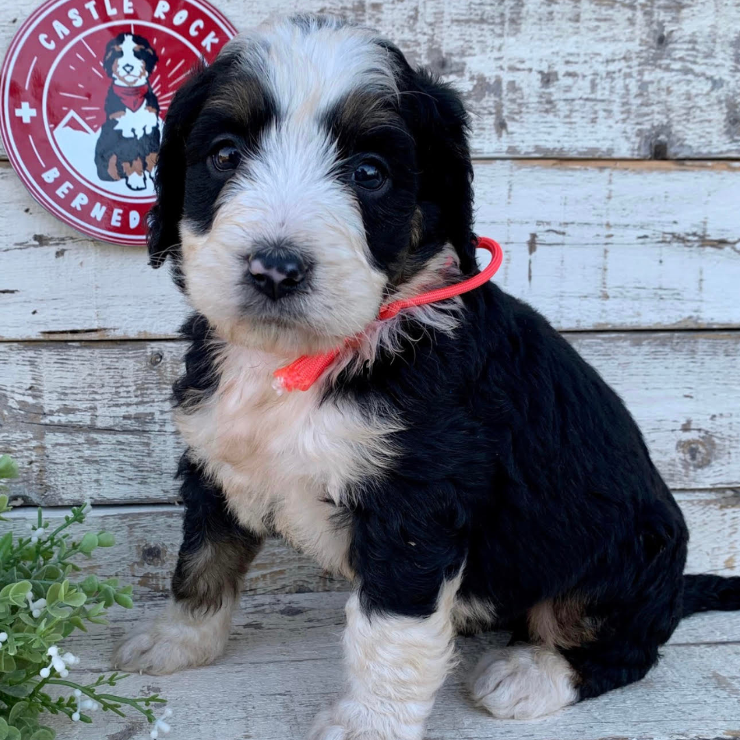 Tasha (Female, F1 Major Bernedoodle)
