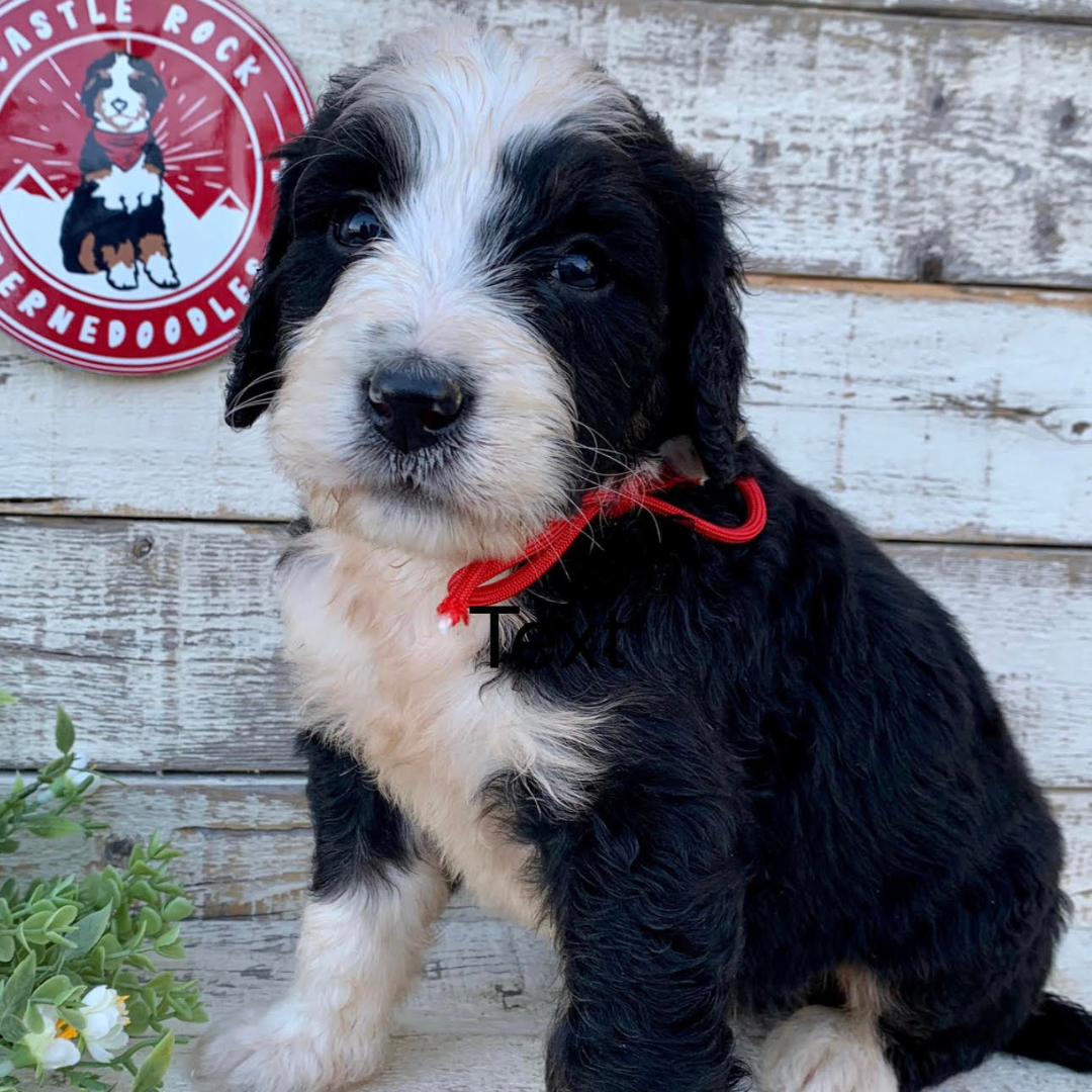 Tate (Male, F1 Major Bernedoodle)