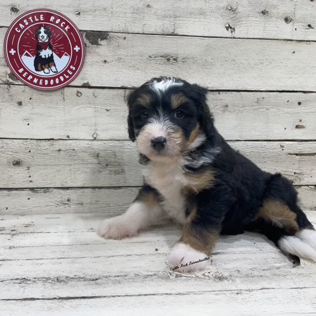 Tavy (Female, F1 Mini Bernedoodle) - FOUND A NEW HOME