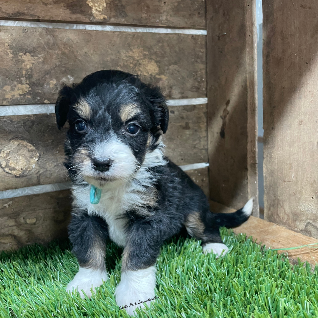 Valiant (Male, F1 Tiny Bernedoodle) - FOUND A NEW HOME
