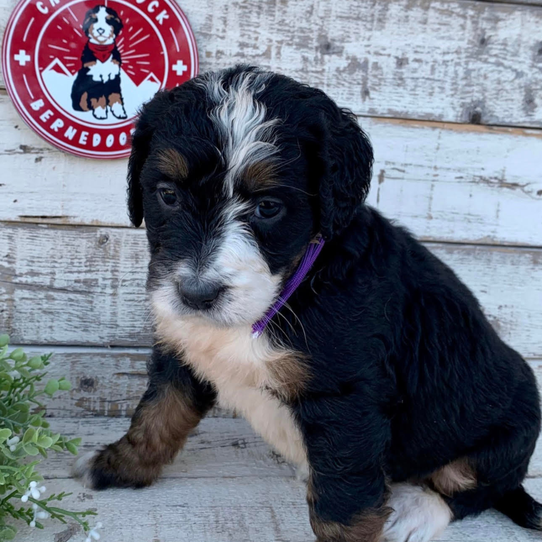 Tessa (Female, F1 Major Bernedoodle)