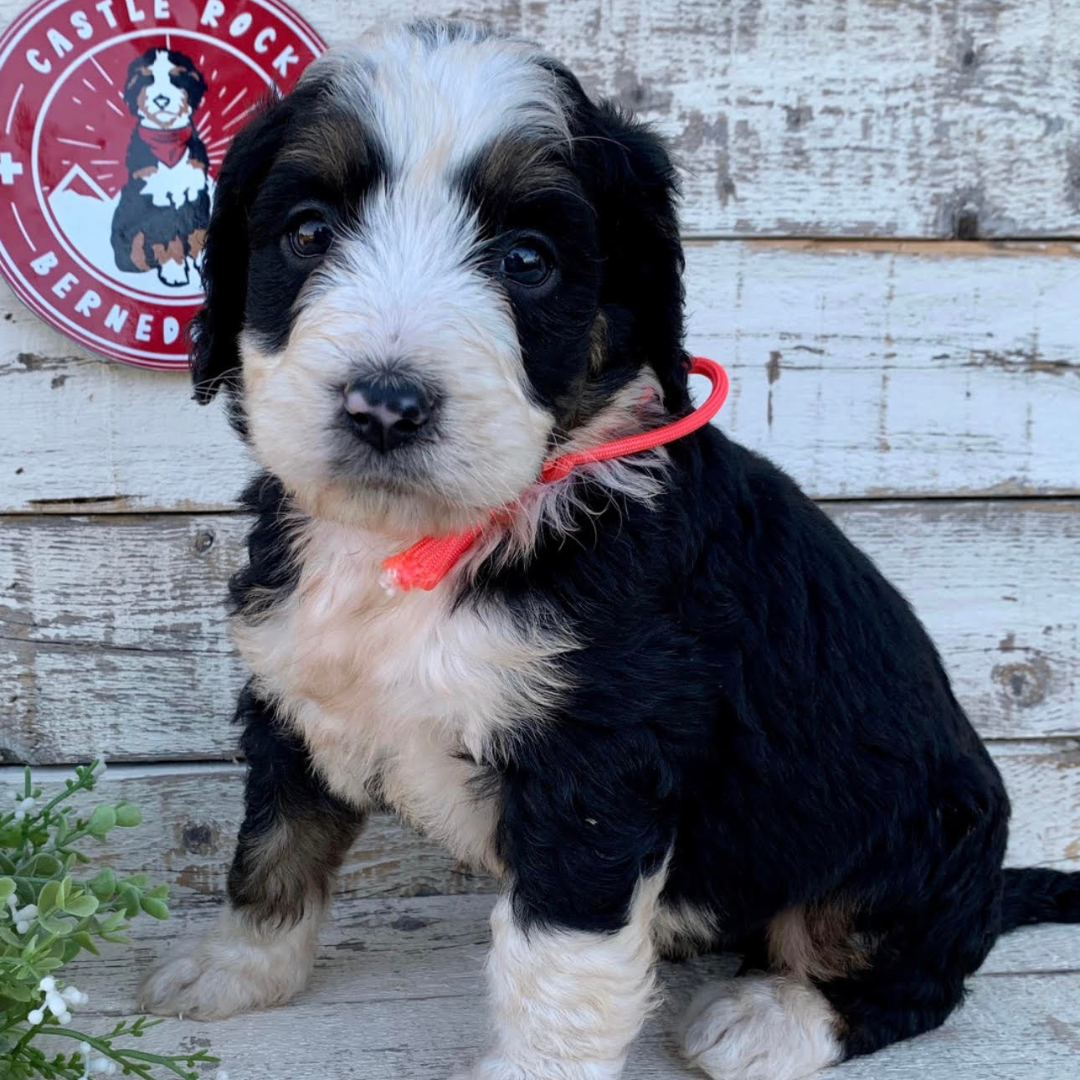 Theo (Male, F1 Major Bernedoodle)