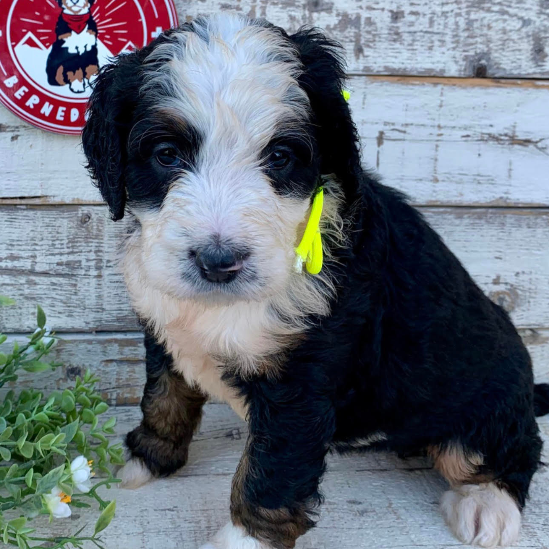 Tiara (Female, F1 Major Bernedoodle)