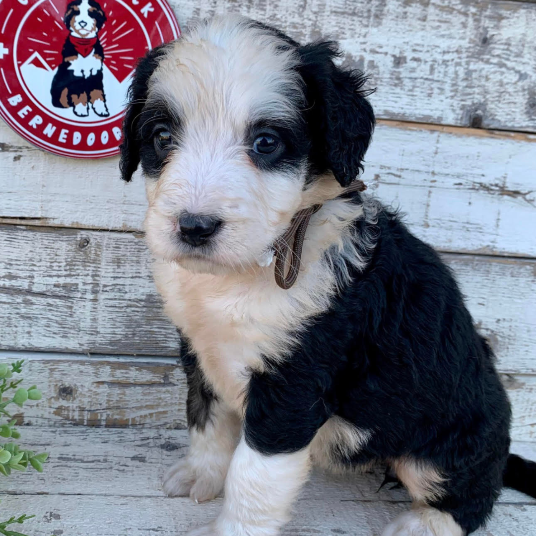 Tori (Female, F1 Major Bernedoodle)