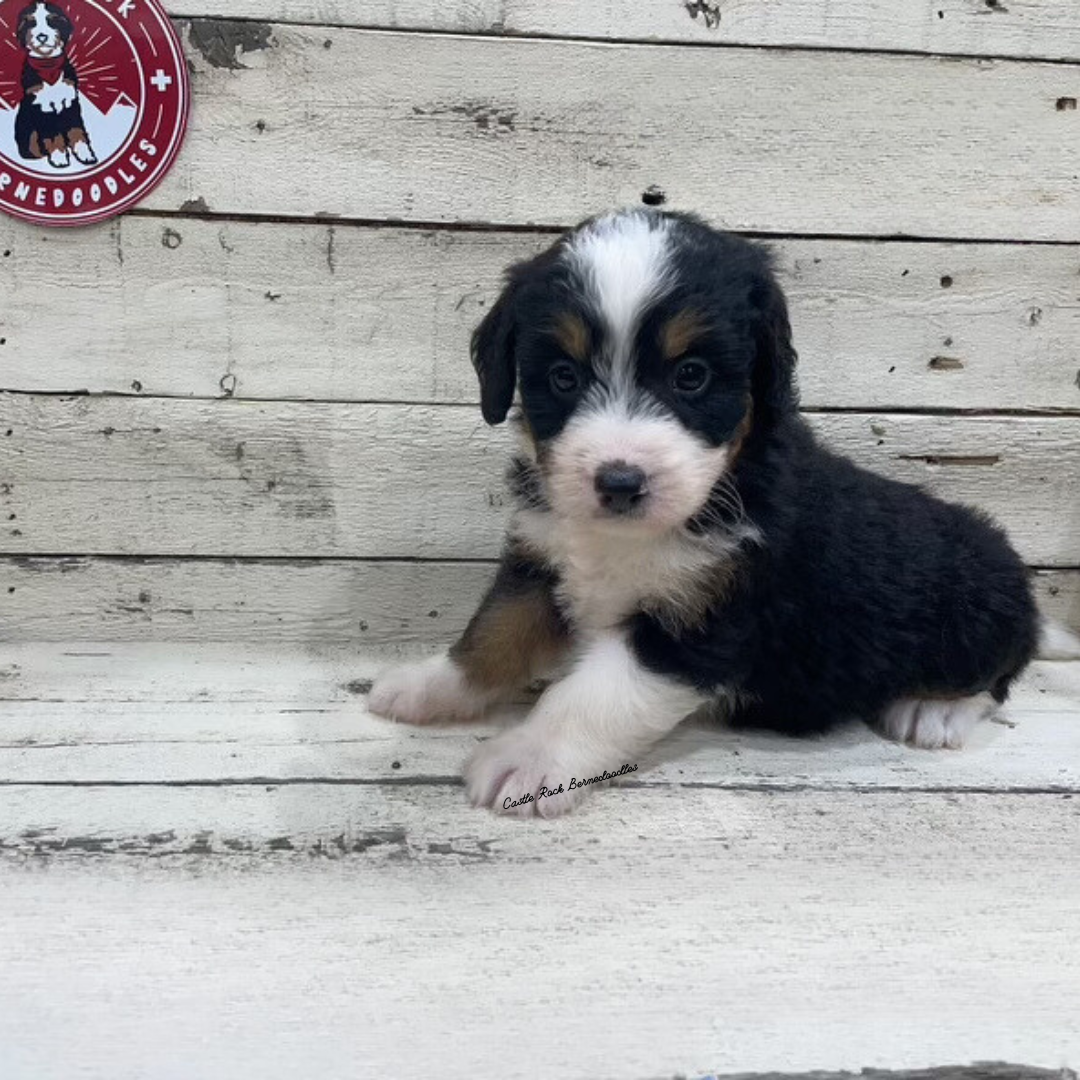 Truffle (Female, F1 Mini Bernedoodle) - FOUND A NEW HOME