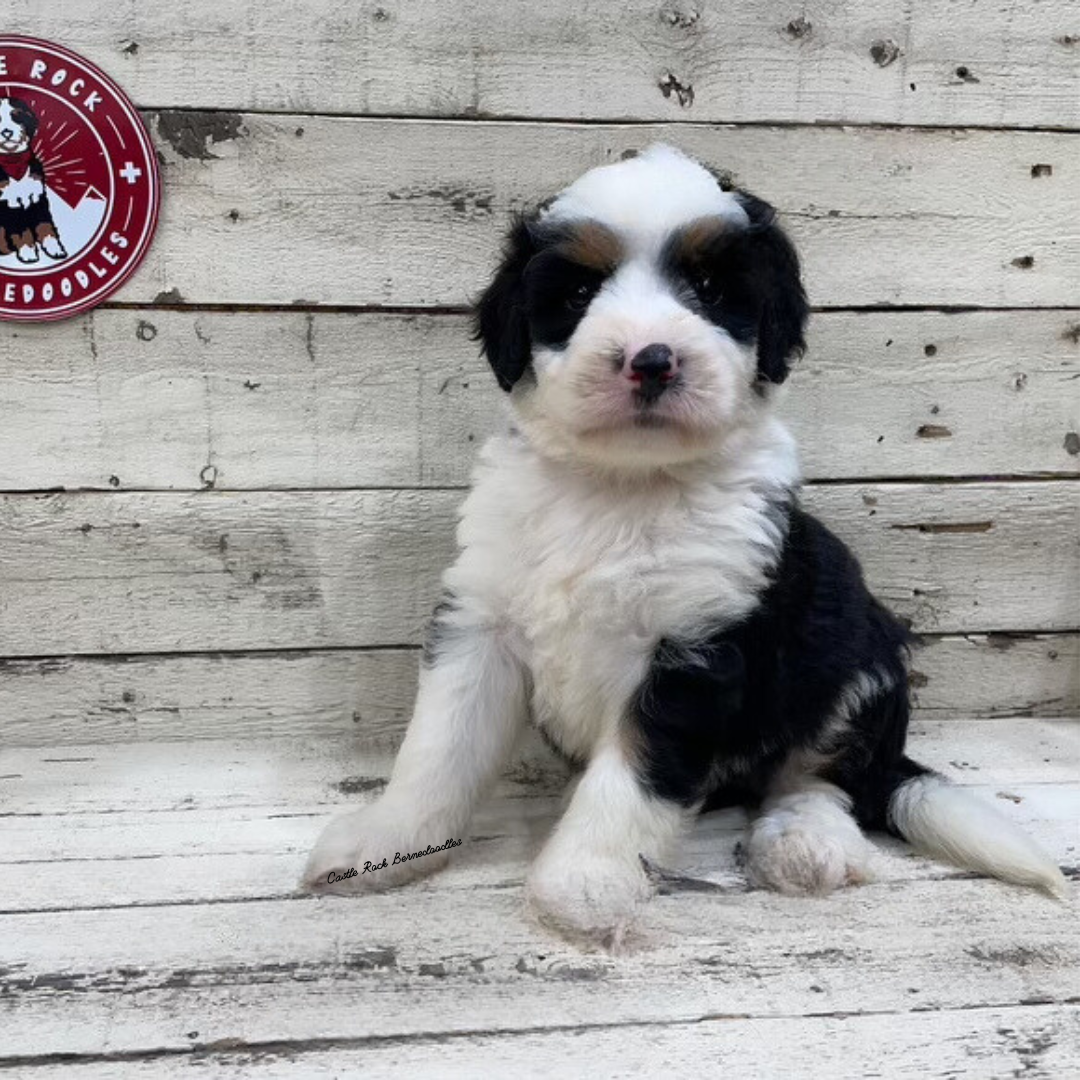 Ulysses (Male, F1 Mini Bernedoodle) - FOUND A NEW HOME