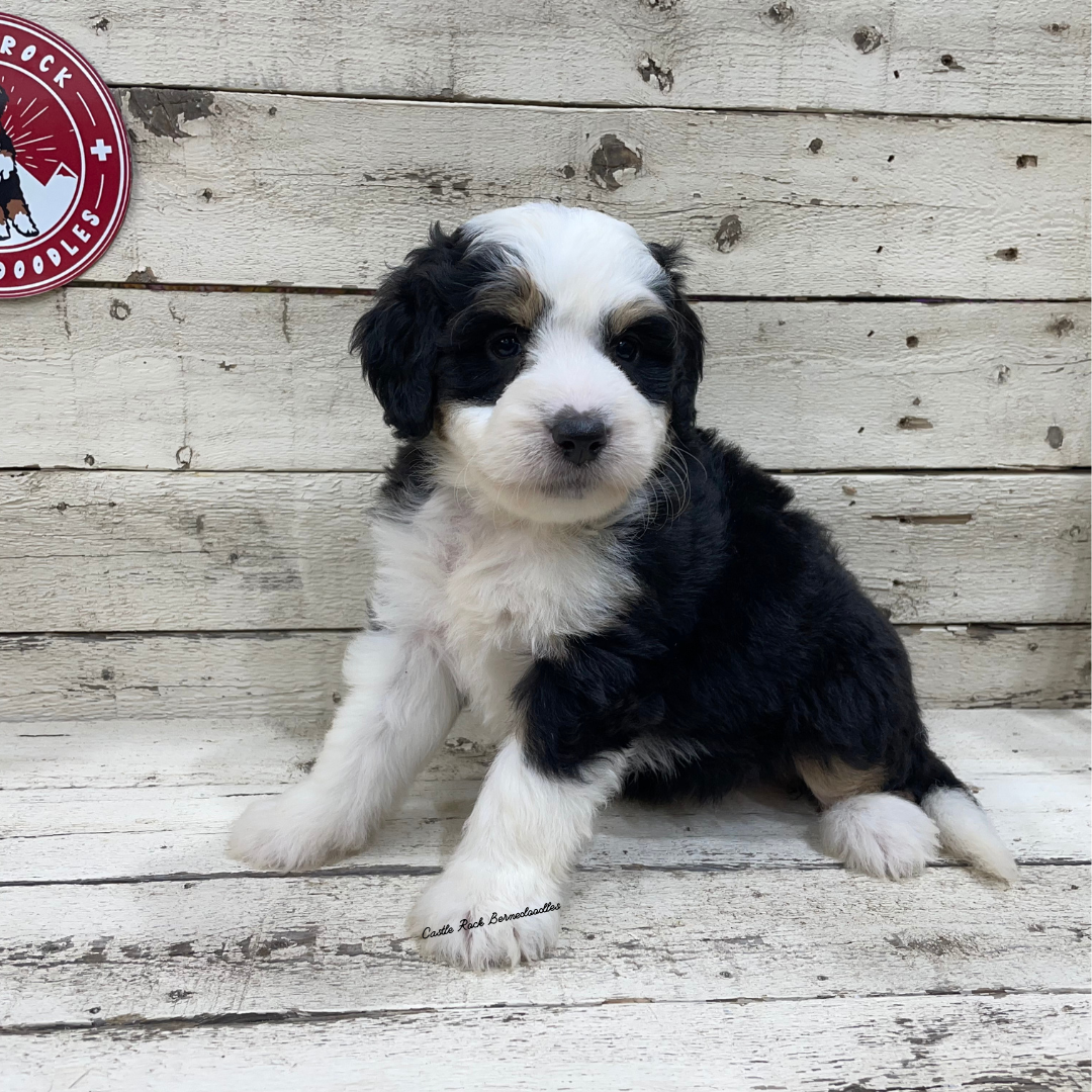 Unity (Female, F1 Mini Bernedoodle) - FOUND A NEW HOME