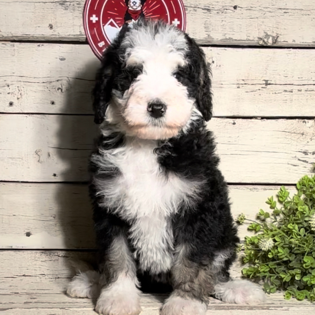 Unni (Female F1b Maxi Bernedoodle)