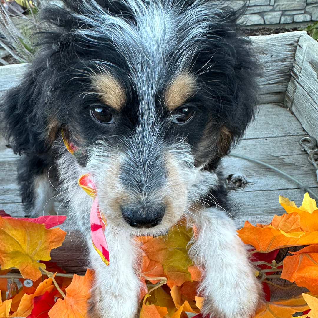 Siggy (Female, F1 Mini Bernedoodle)