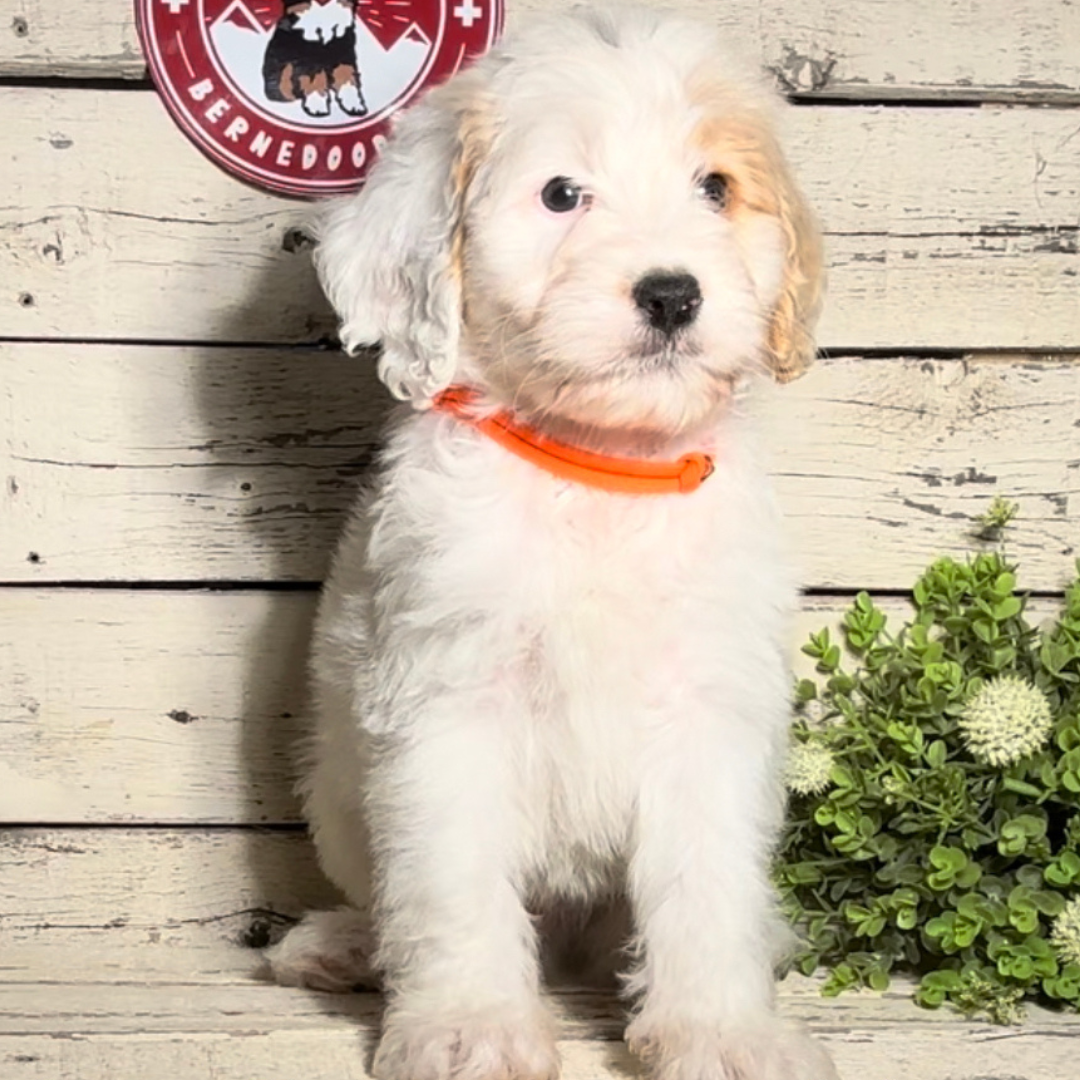 Urban (Male F1b Maxi Bernedoodle)