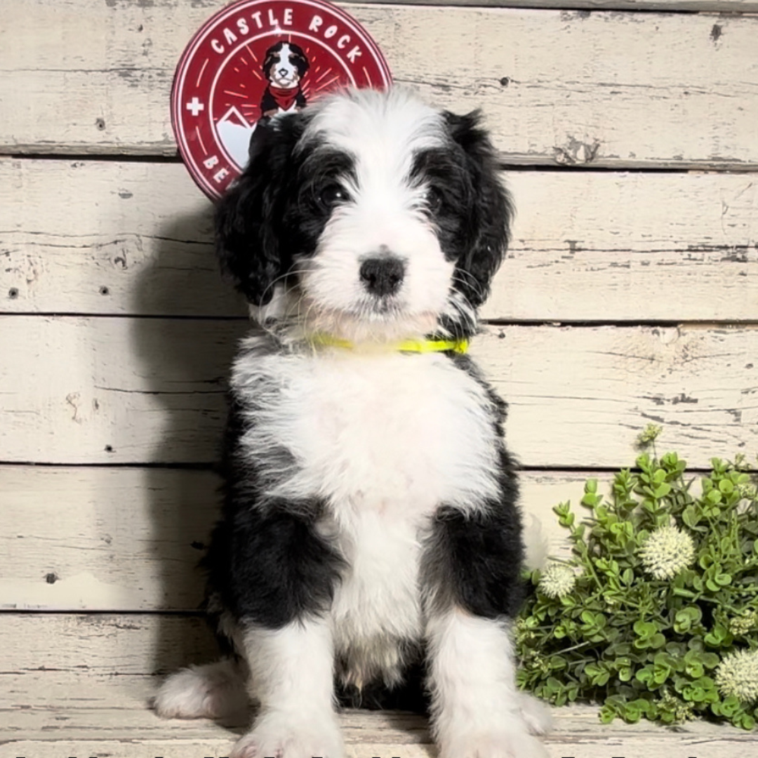Urlich (Male F1b Maxi Bernedoodle)