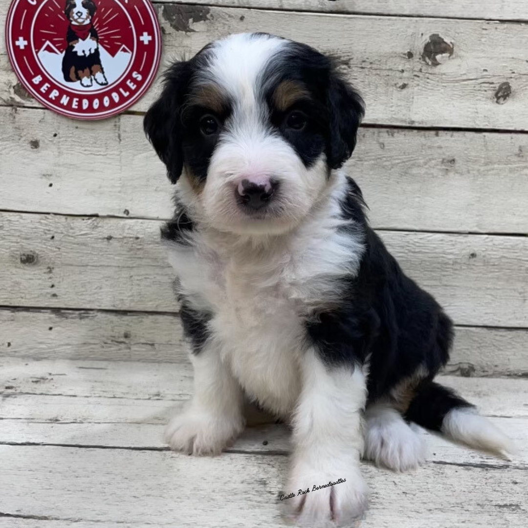 Usher (Male, F1 Mini Bernedoodle) - FOUND A NEW HOME