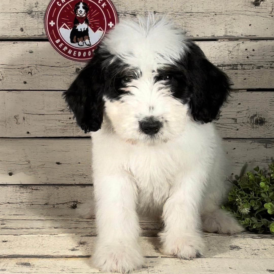 Utah (Male, F1b Maxi Bernedoodle)