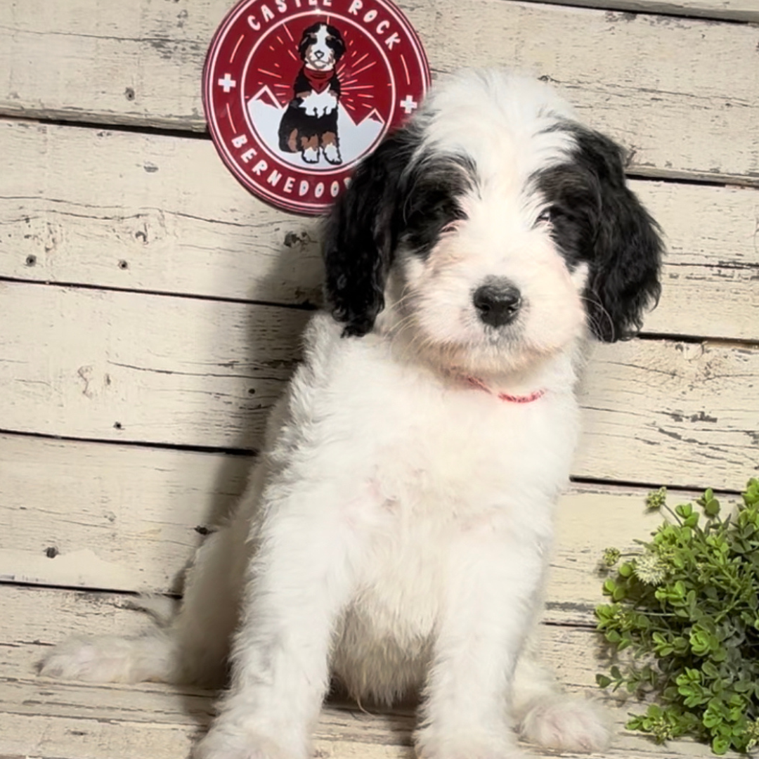 Utah (Male, F1b Maxi Bernedoodle)