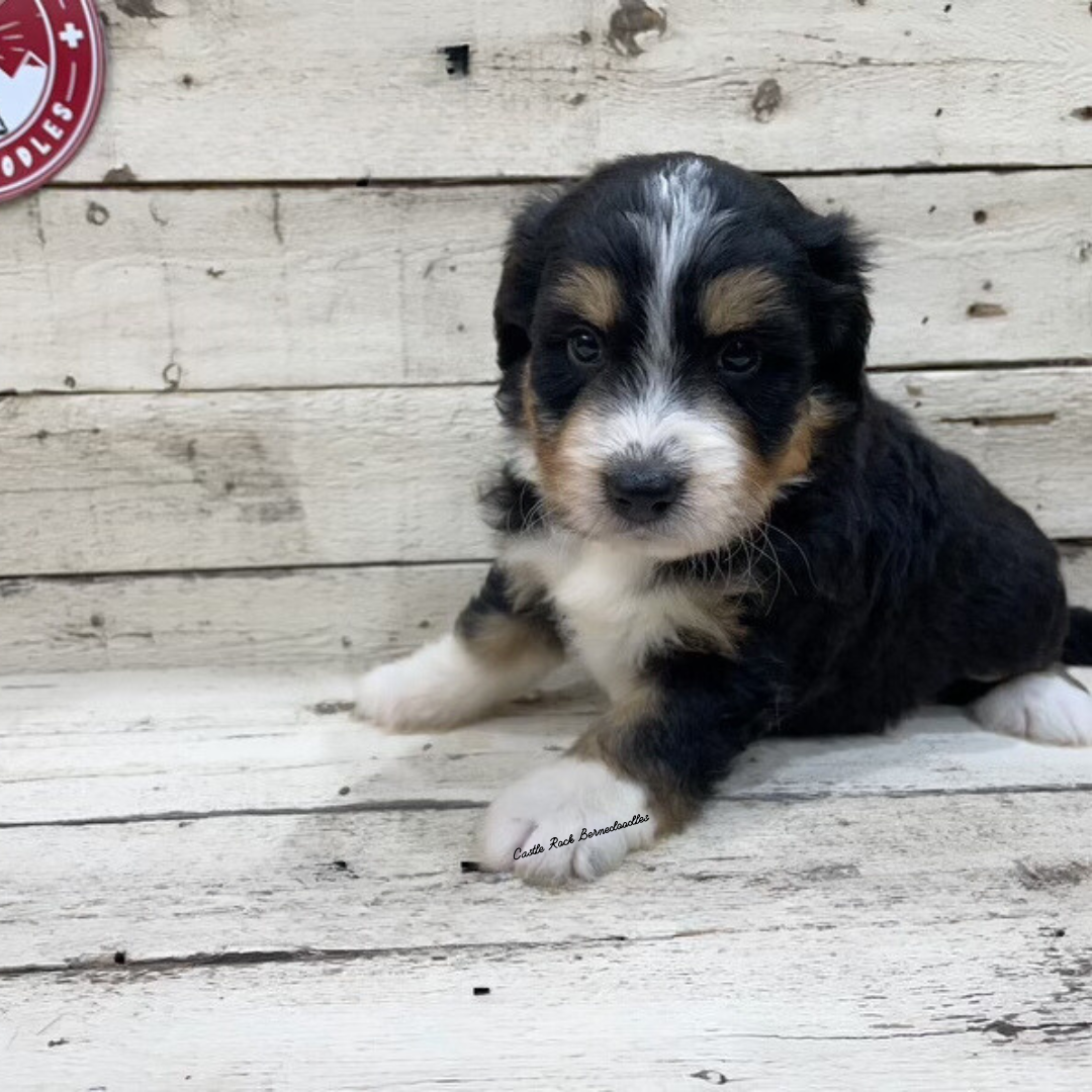 Utopia (Female, F1 Mini Bernedoodle) - FOUND A NEW HOME