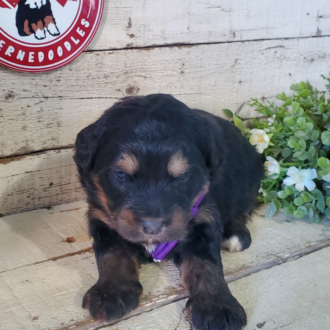 Vail (Female, F1 Mini Bernedoodle)