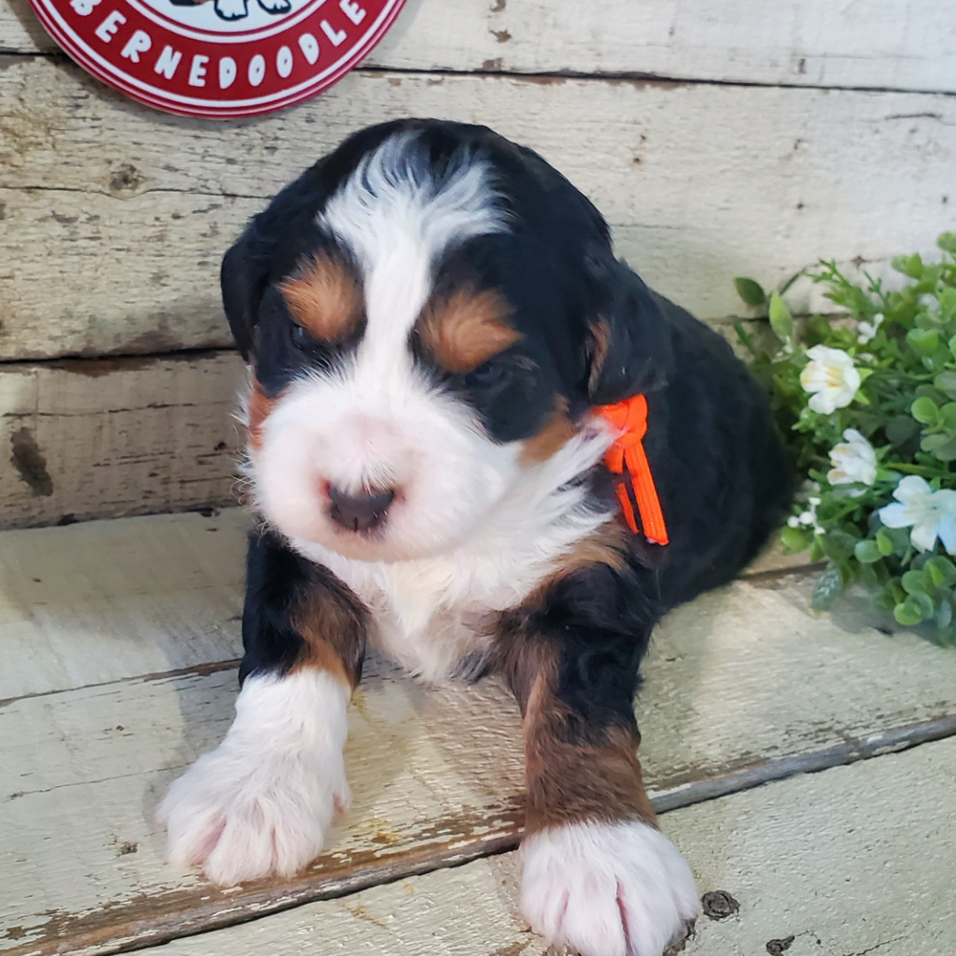 Valentina (Female, F1 Mini Bernedoodle) - FOUND A NEW HOME