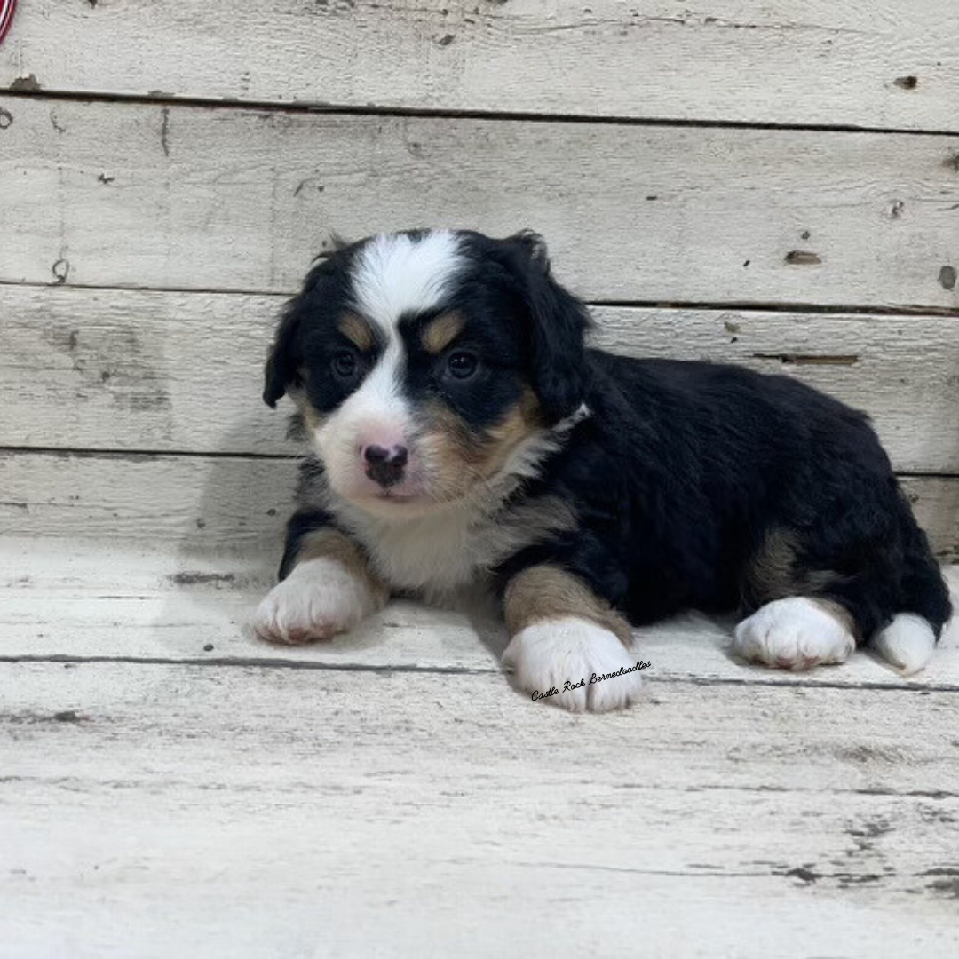 Valor (Male, F1 Tiny Bernedoodle) - FOUND A NEW HOME