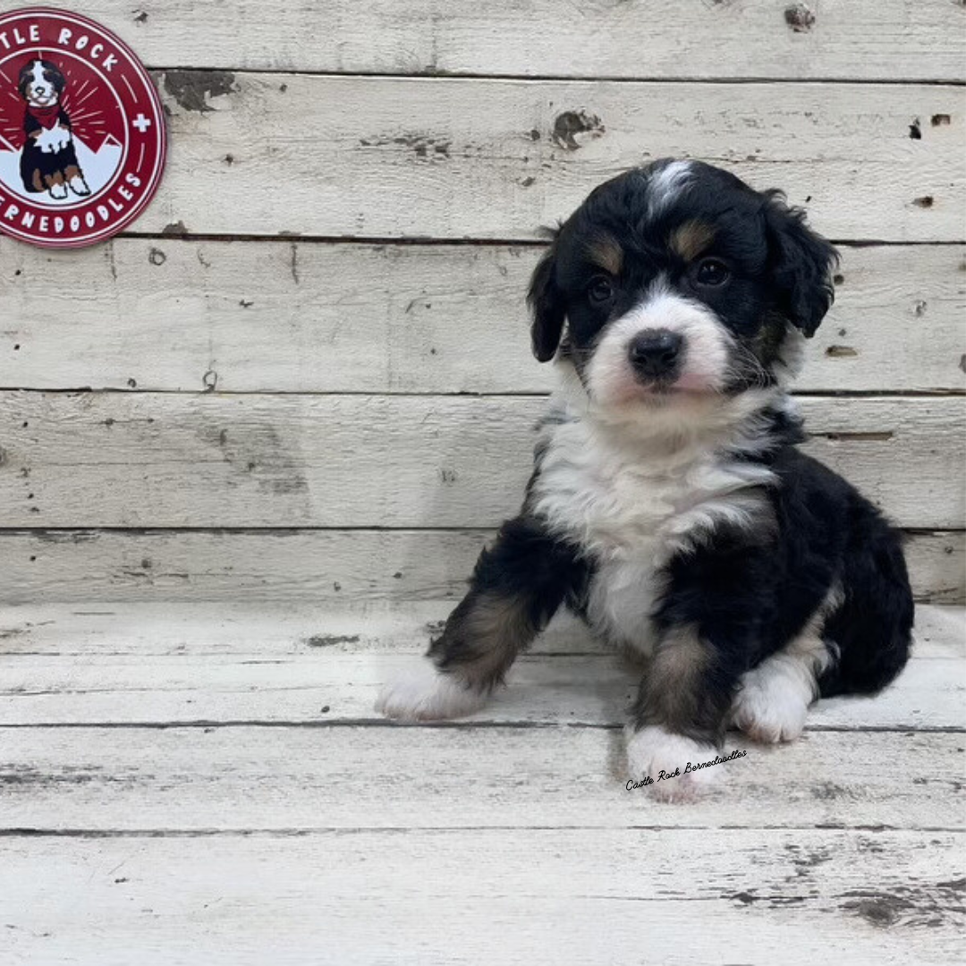 Van (Male, F1 Tiny Bernedoodle) - FOUND A NEW HOME