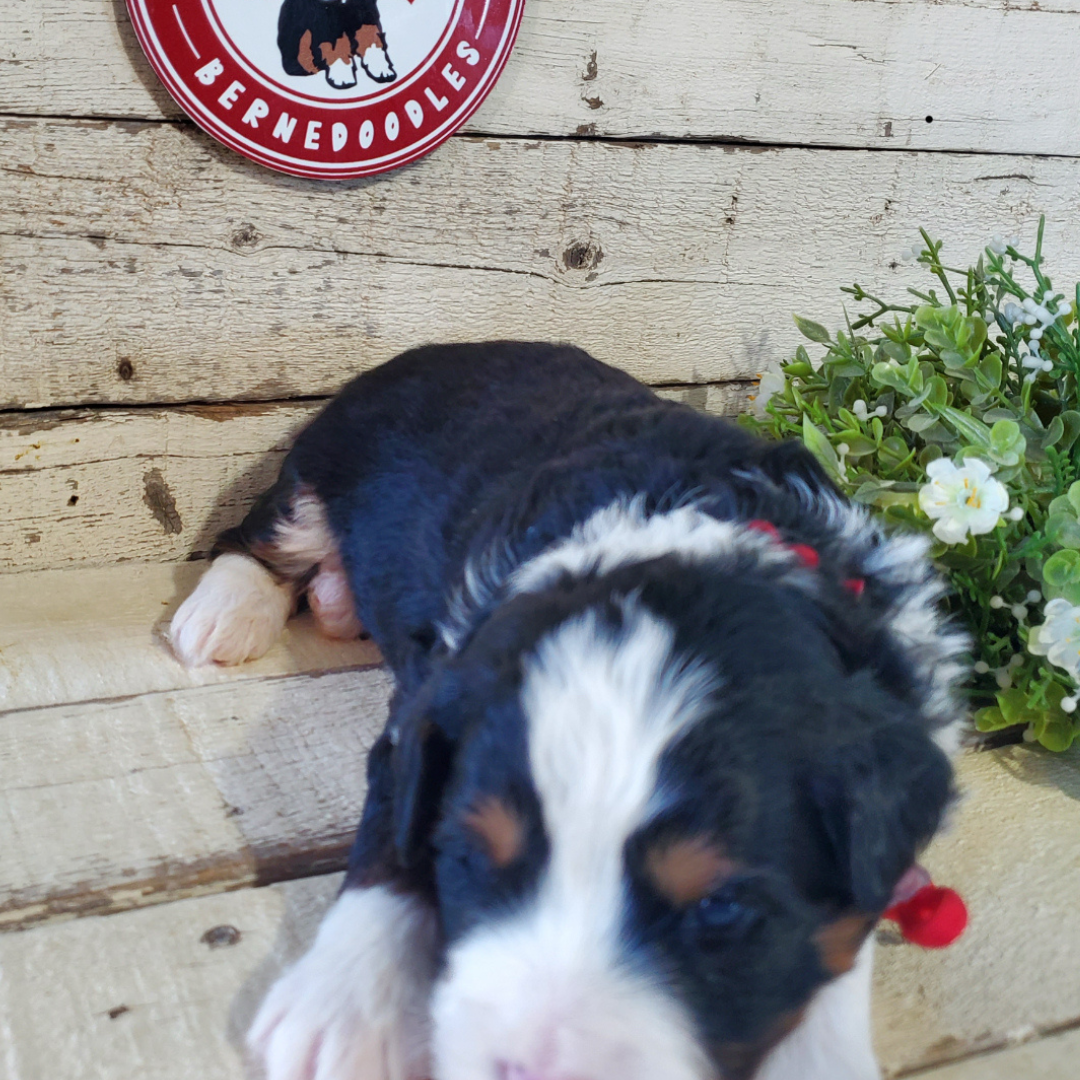 Vance (Male, F1 Mini Bernedoodle)