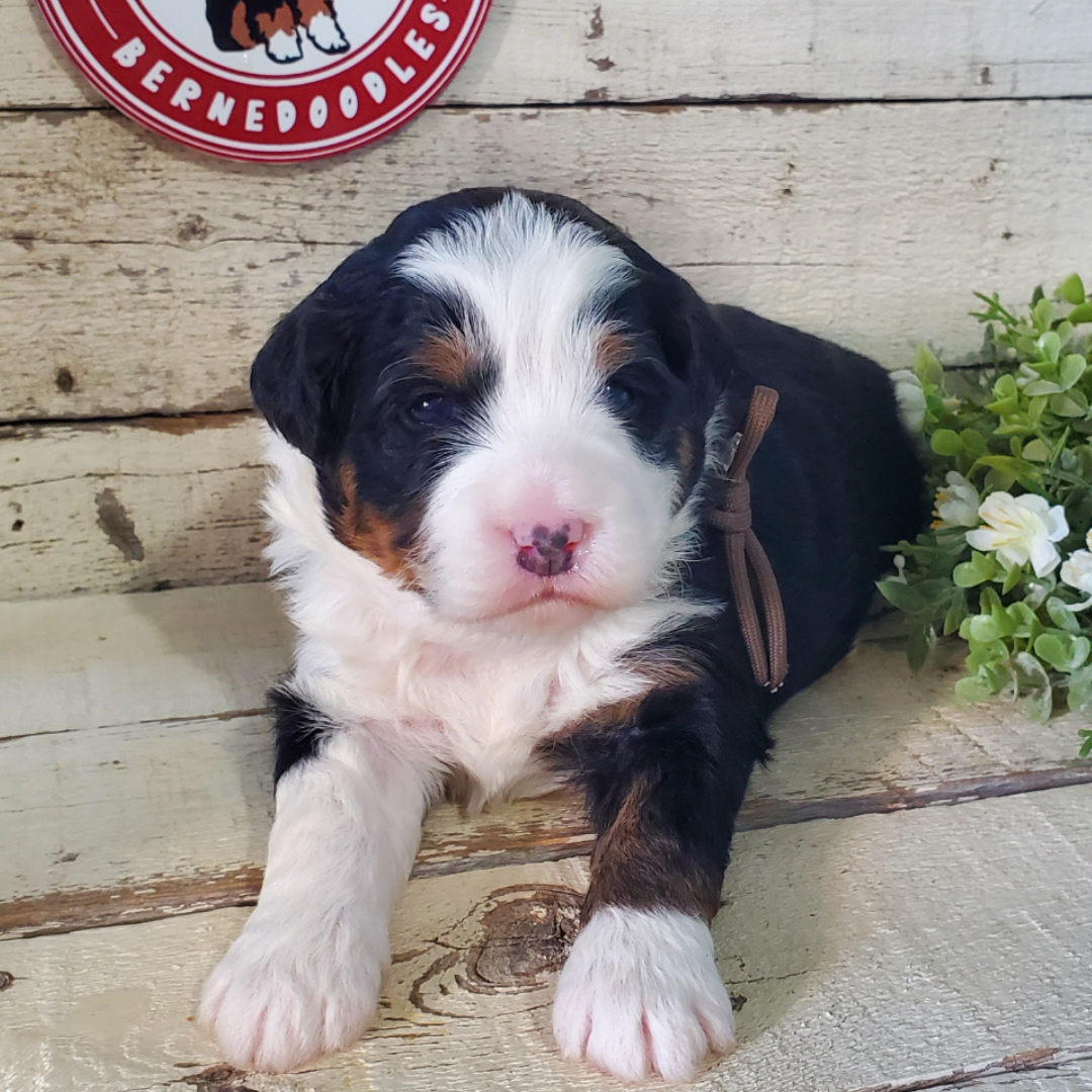 Venus (Female, F1 Mini Bernedoodle)