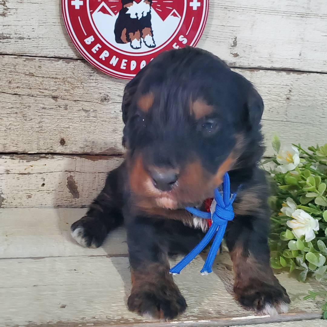 Victor (Male, F1 Mini Bernedoodle)