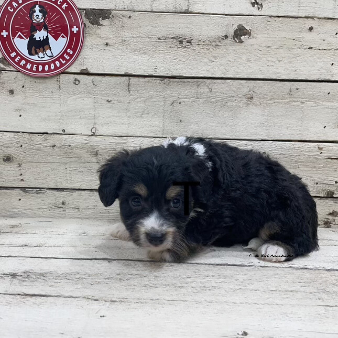 Vinn (Male, F1 Tiny Bernedoodle) - FOUND A NEW HOME