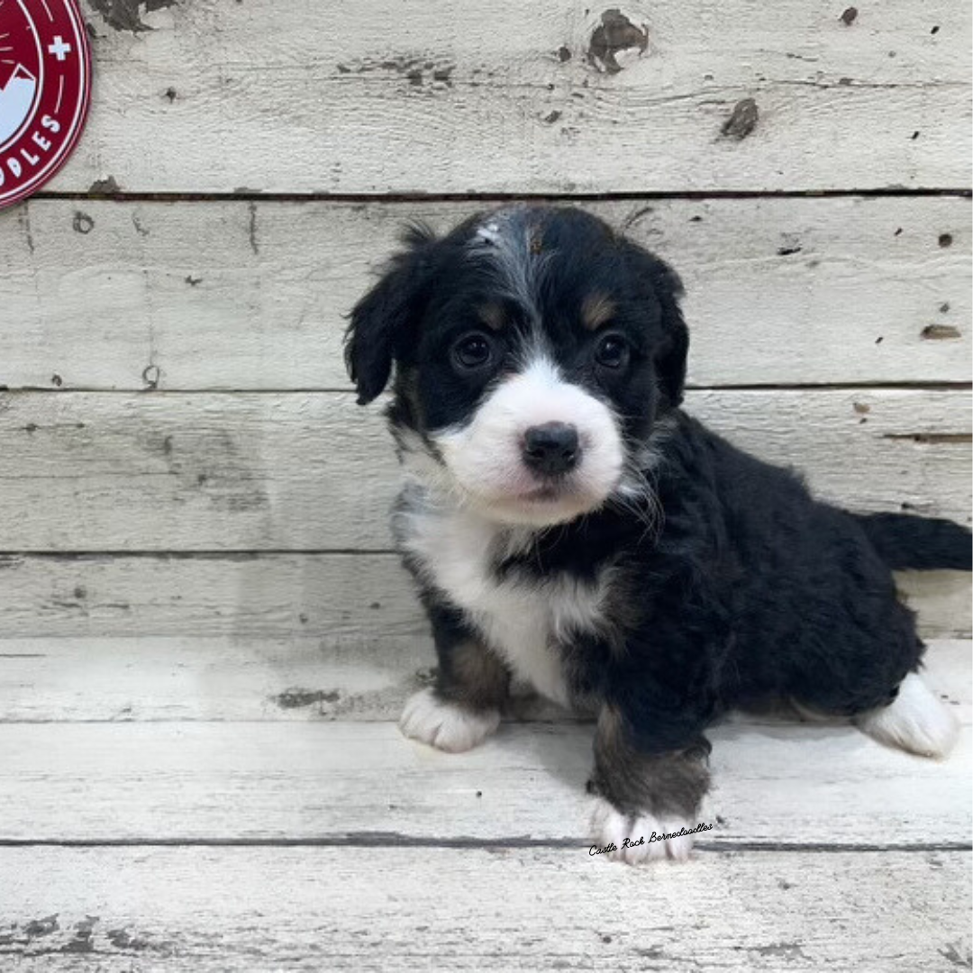 Violet (Female, F1 Tiny Bernedoodle) - FOUND A NEW HOME