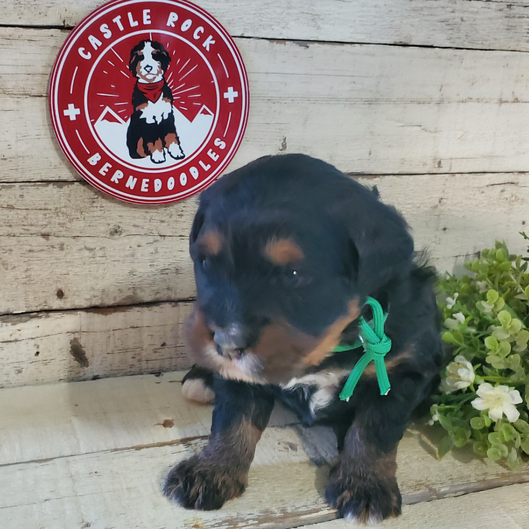 Vivek (Male, F1 Mini Bernedoodle)