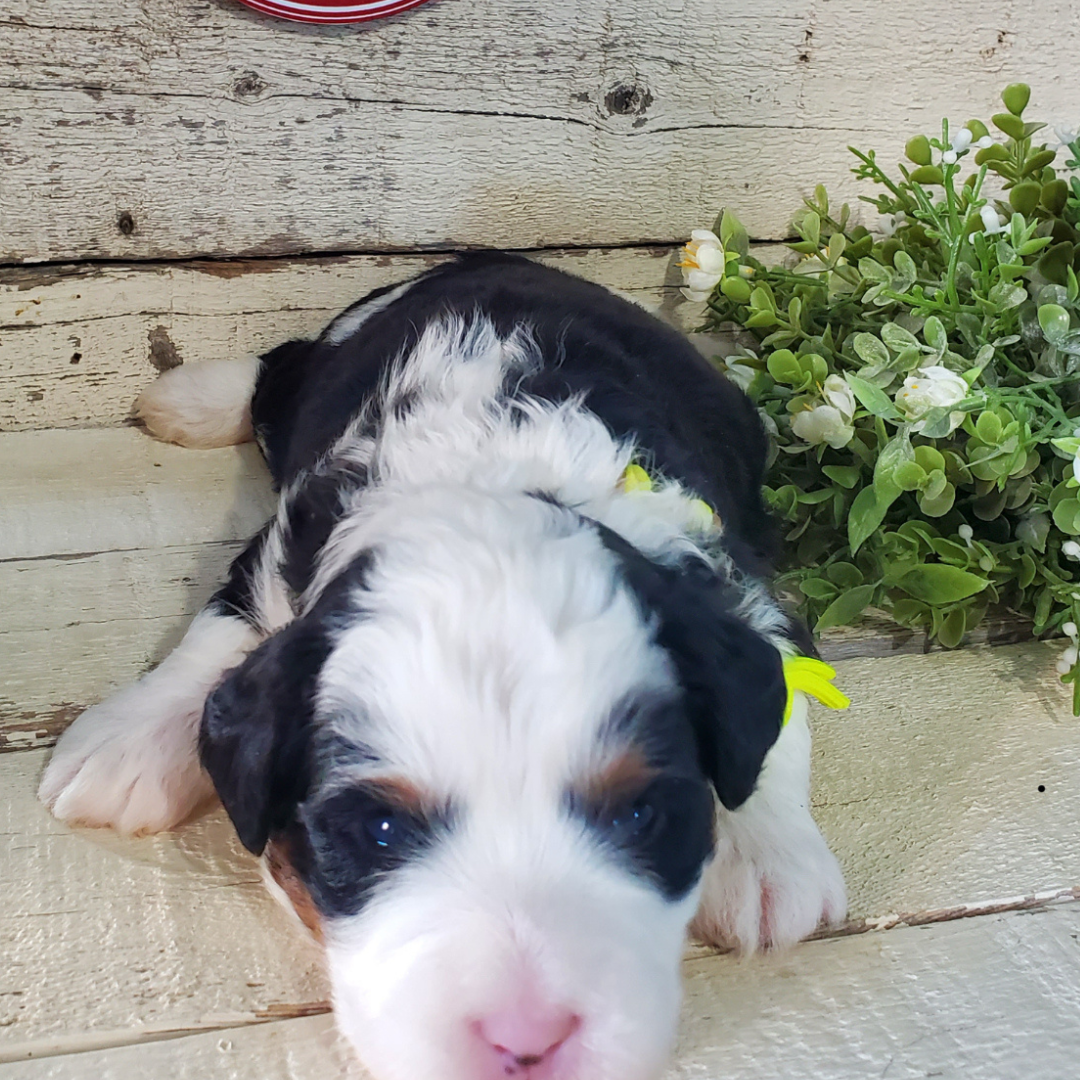 Vlad (Male, F1 Mini Bernedoodle) - FOUND A NEW HOME