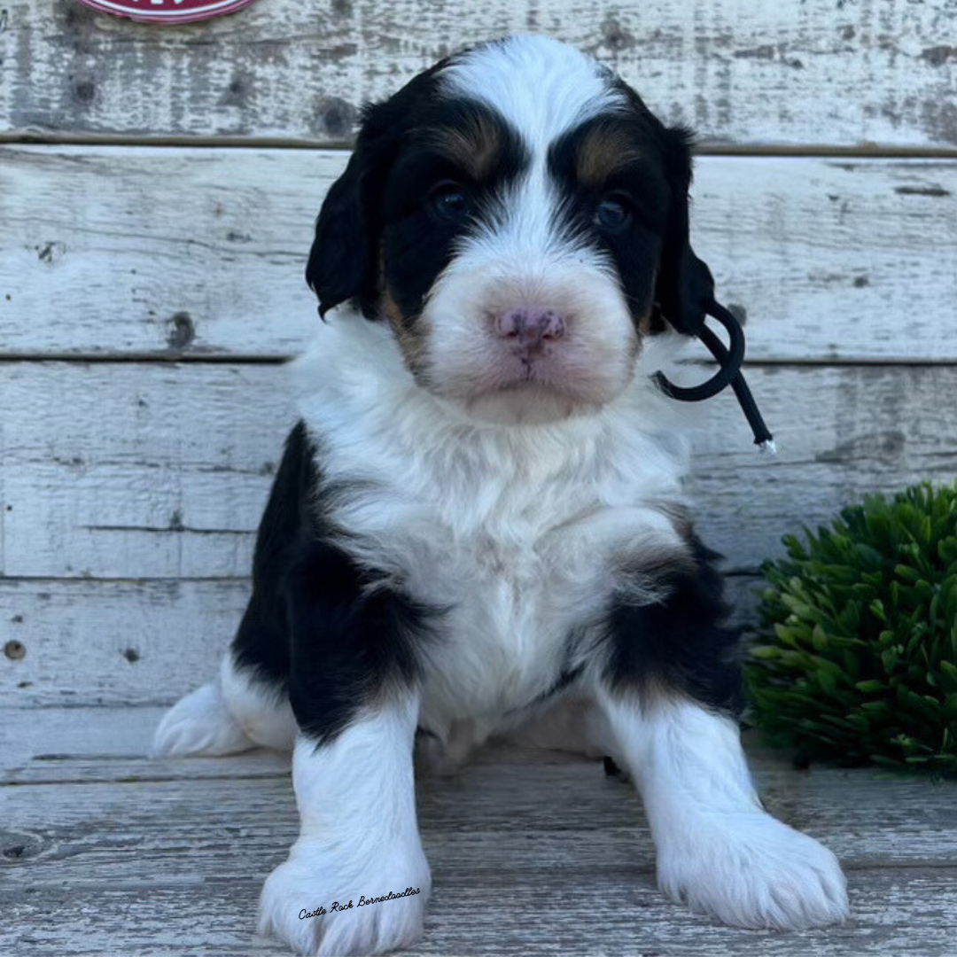 Walker (Male, F1 Mini Bernedoodle) FOUND A NEW HOME