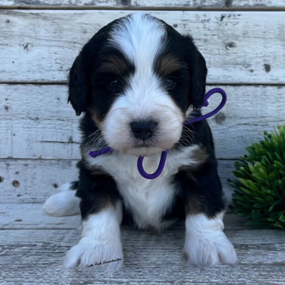 Watson (Male, F1 Mini Bernedoodle) - FOUND A NEW HOME