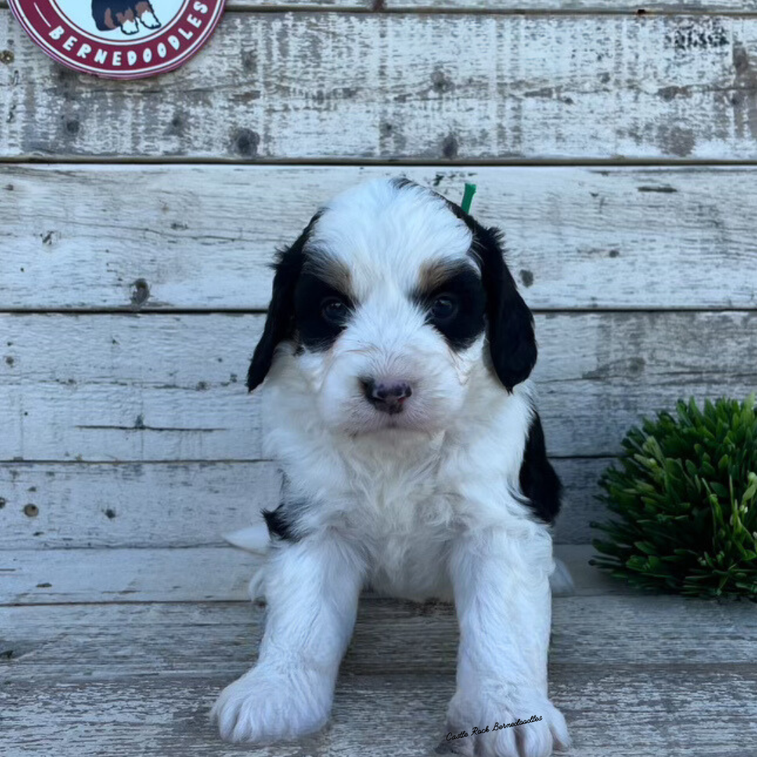 Waverly (Female, F1 Mini Bernedoodle) - FOUND A NEW HOME