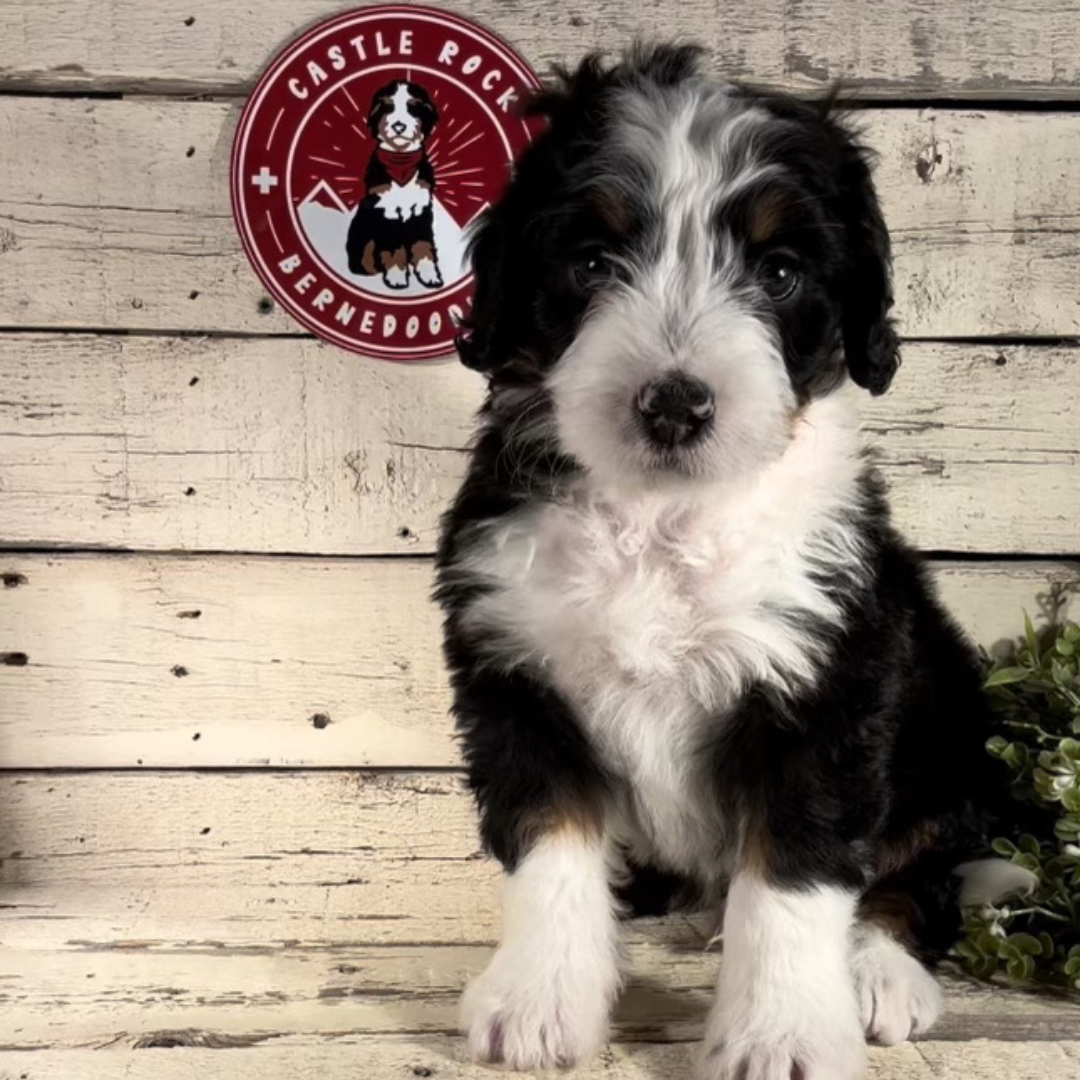 Waylon (Male, F1 Mini Bernedoodle)