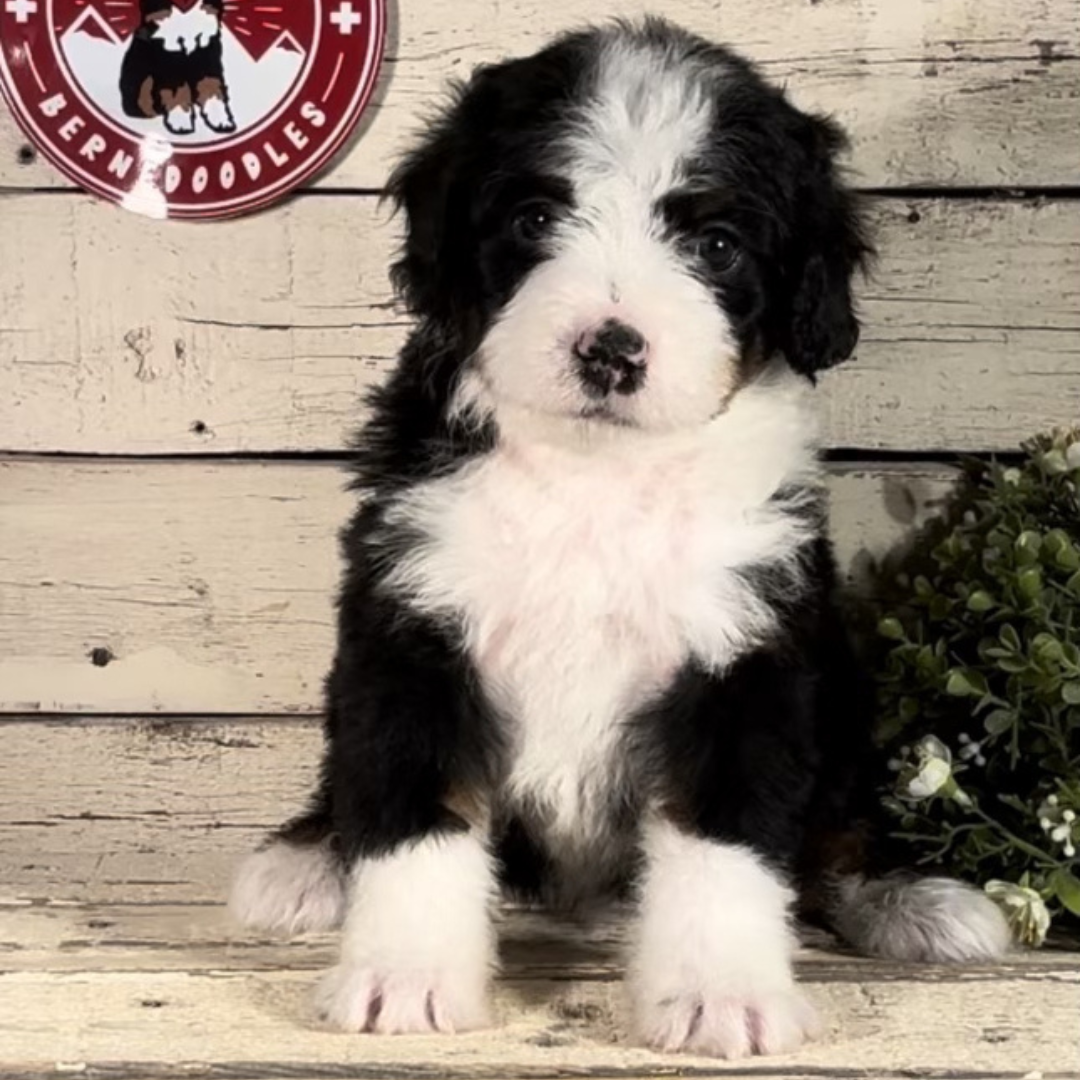 Waylon (Male, F1 Mini Bernedoodle)