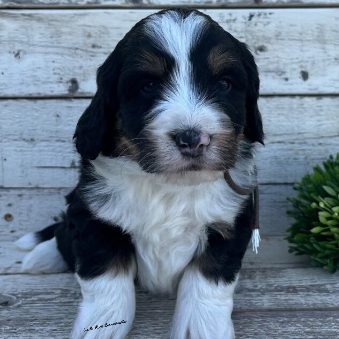 Wesley (Male, F1 Mini Bernedoodle) - FOUND A NEW HOME