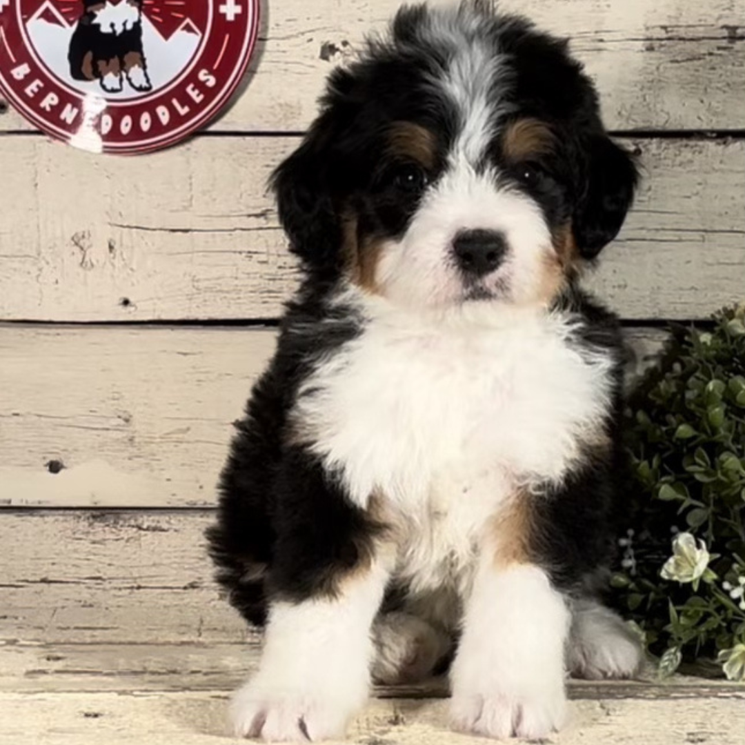 Wesley (Male, F1 Mini Bernedoodle)