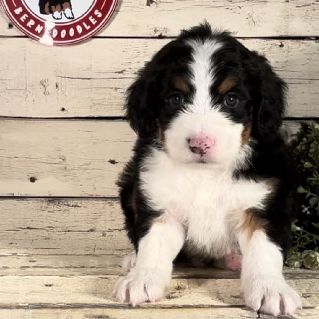 Weston (Male, F1 Mini Bernedoodle)