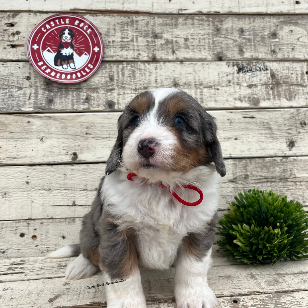 Willow (Female, F1 Mini Blue Merle) - FOUND A NEW HOME