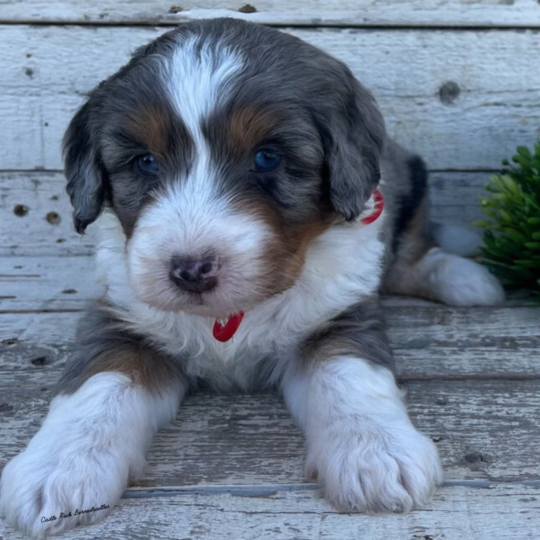 Willow (Female, F1 Mini Blue Merle) - FOUND A NEW HOME