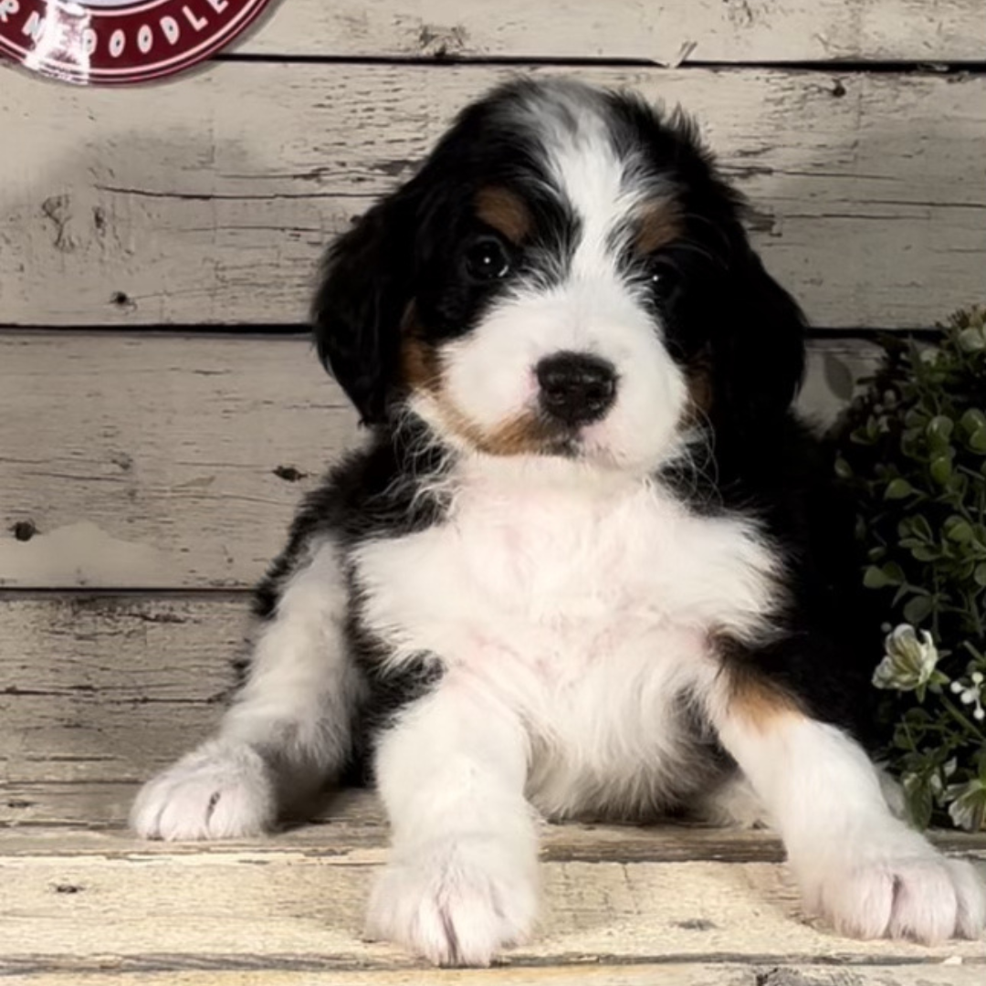 Willow (Female, F1 Mini Bernedoodle)