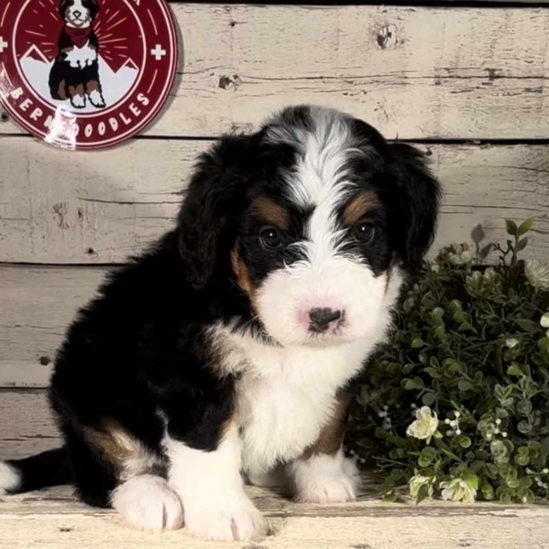 Windy (Female, F1 Mini Bernedoodle)