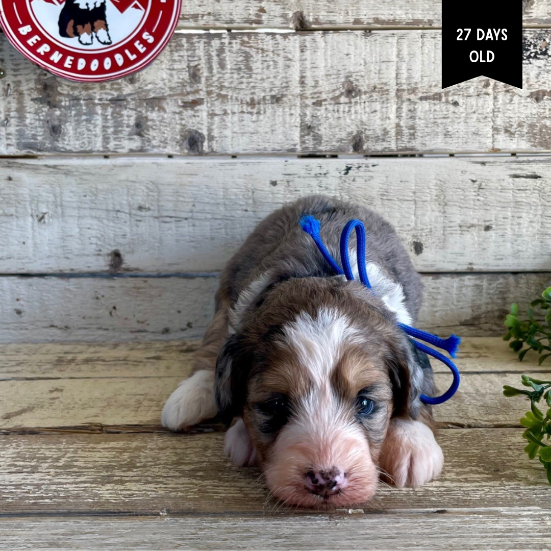 Winney (Female, F1 Mini Blue Merle)