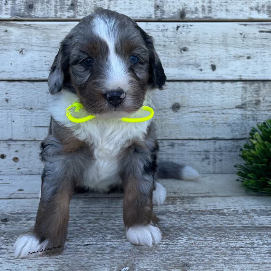 Winnie (Female, F1 Mini Blue Merle) - FOUND A NEW HOME