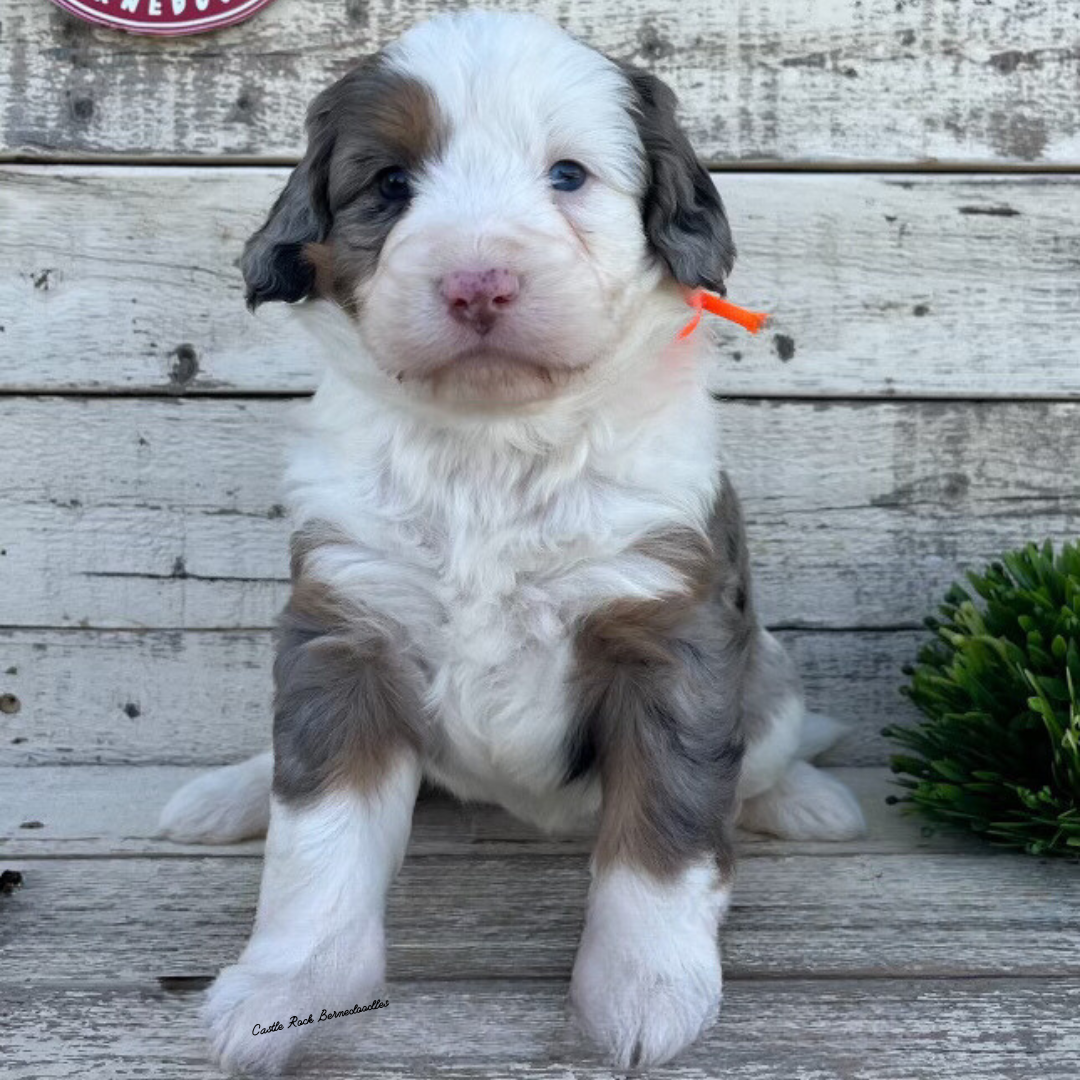 Winona (Female, F1 Mini Blue Merle) - FOUND A NEW HOME