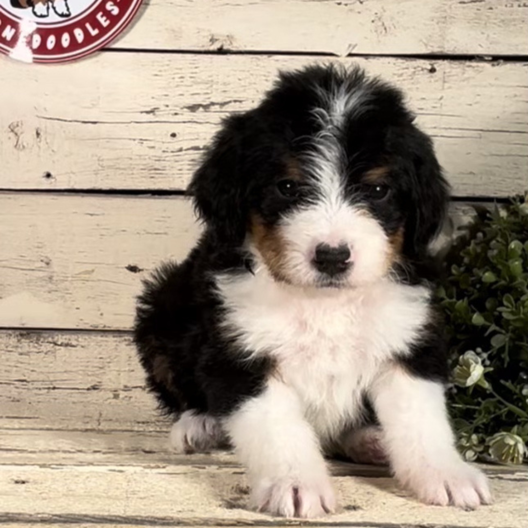 Wyatt (Male, F1 Mini Bernedoodle) - FOUND A NEW HOME