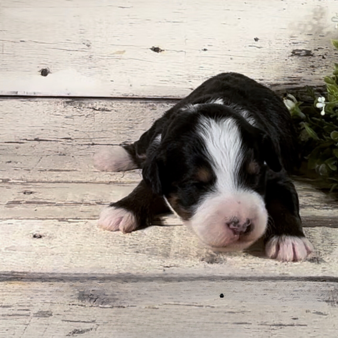 Xaiver (Female, F1 Mini Bernedoodle)