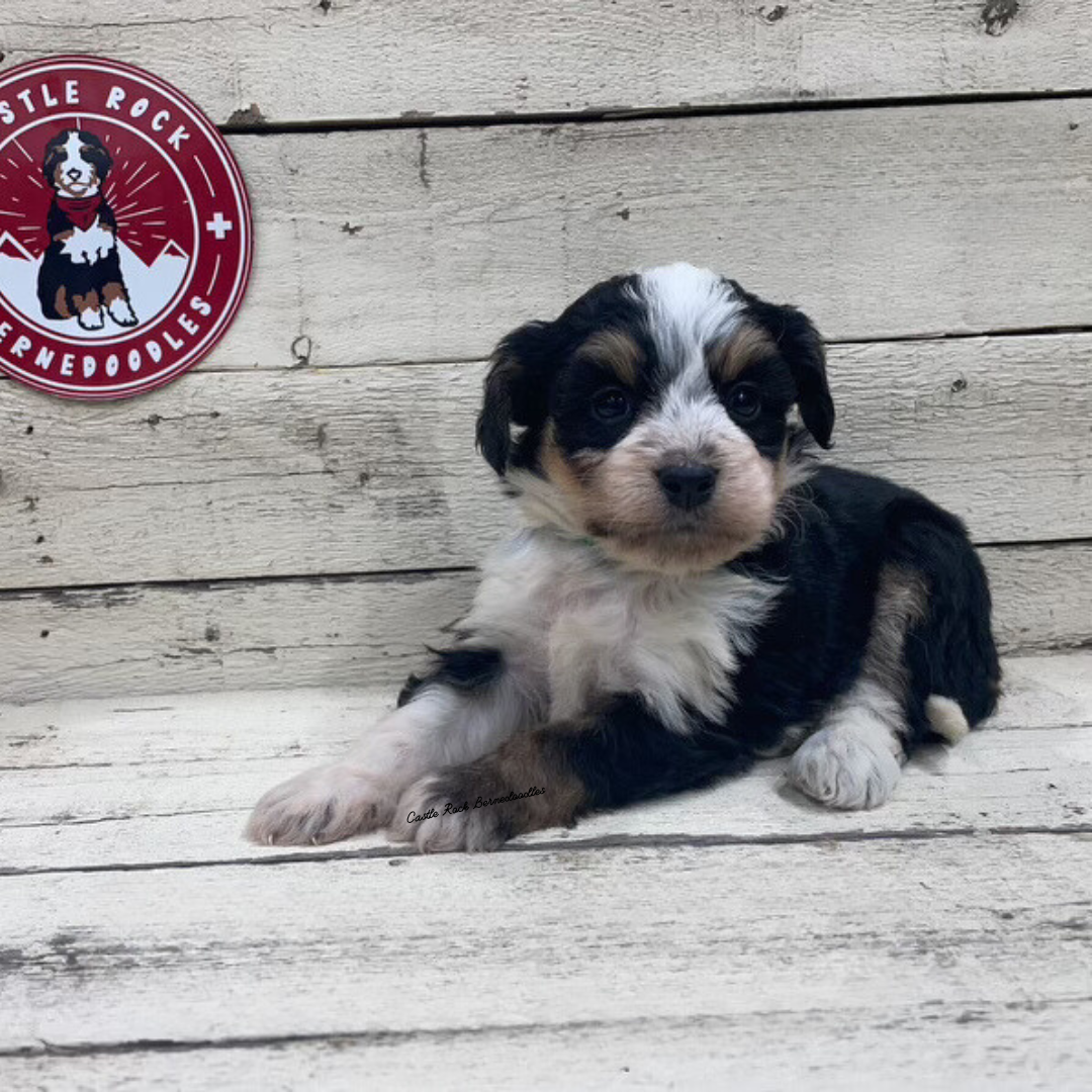 Xara (Female, F1 Mini Bernedoodle) - FOUND A NEW HOME